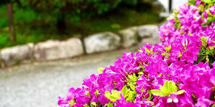 長崎県東彼杵郡波佐見町の花　つつじ