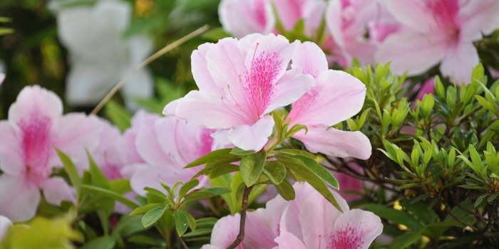 長崎県平戸市の花　ヒラドツツジ