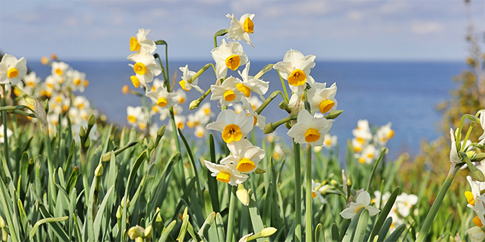 長崎県壱岐市の花 すいせん