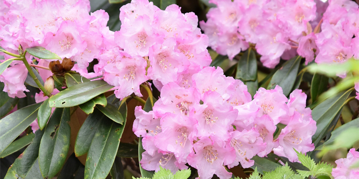 長崎県諫早市の花　ツクシシャクナゲ