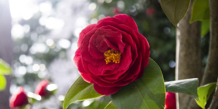長崎県松浦市の花 つばき