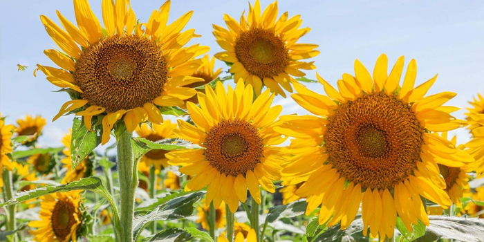 長崎県南島原市の花　ヒマワリ