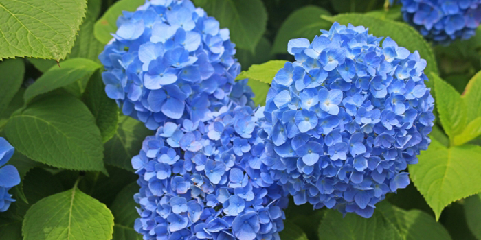 長崎県長崎市の花　あじさい