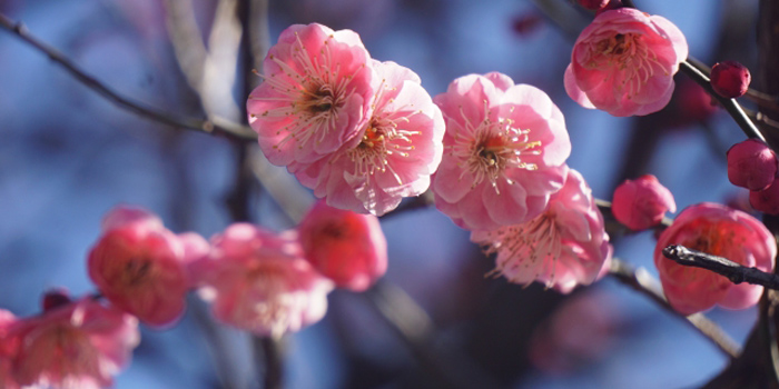 長崎県西彼杵郡長与町の花　ウメ