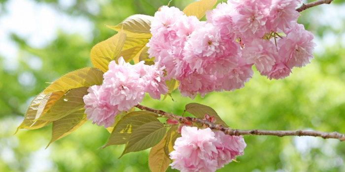 長崎県大村市の花　おおむらざくら