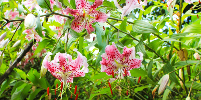 長崎県佐世保市の花　カノコユリ