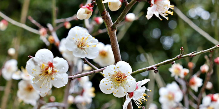 長崎県島原市の花　ウメ