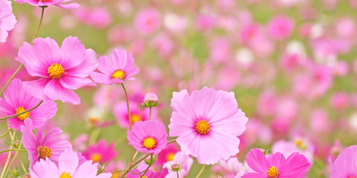 長崎県西彼杵郡時津町の花　コスモス