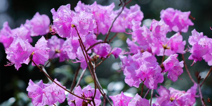 長崎県対馬市の花　玄海つつじ