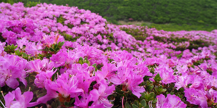 長崎県雲仙市の花　ミヤマキリシマ