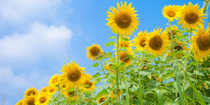 名古屋市南区の花　ヒマワリ