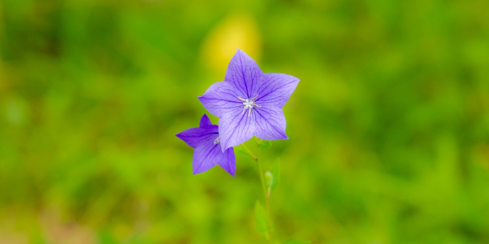 名古屋市守山区の花　キキョウ