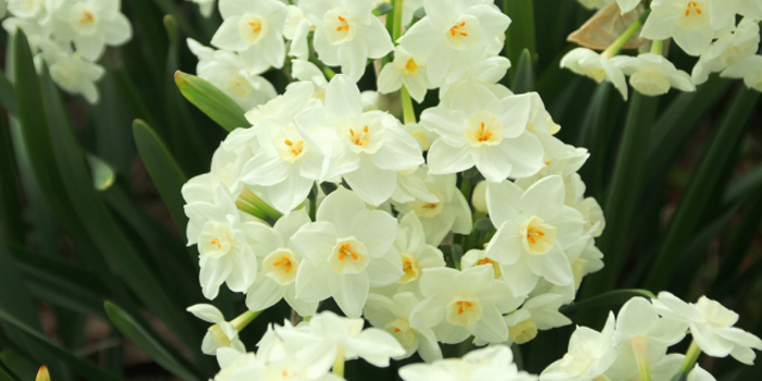 名古屋市中村区の花 スイセン