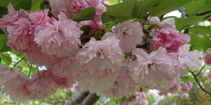 奈良県の花　奈良八重桜