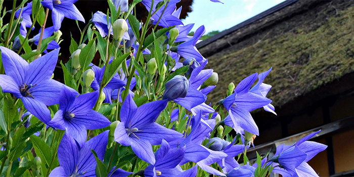 奈良県五條市の花　キキョウ