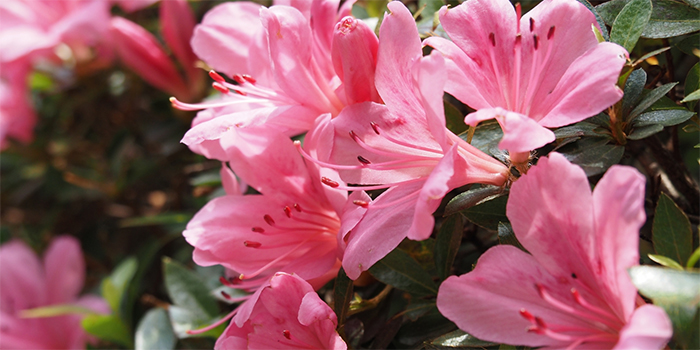 奈良県御所市の花　ツツジ