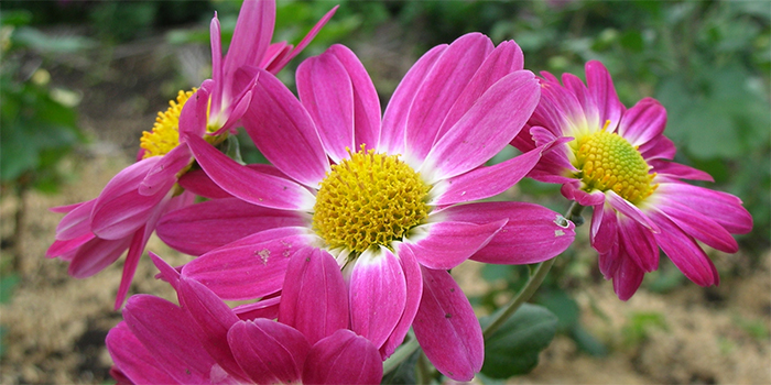 奈良県生駒市の花　キク