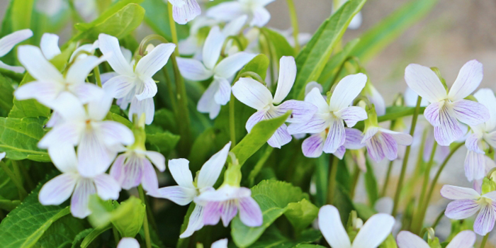 奈良県香芝市の花　スミレ