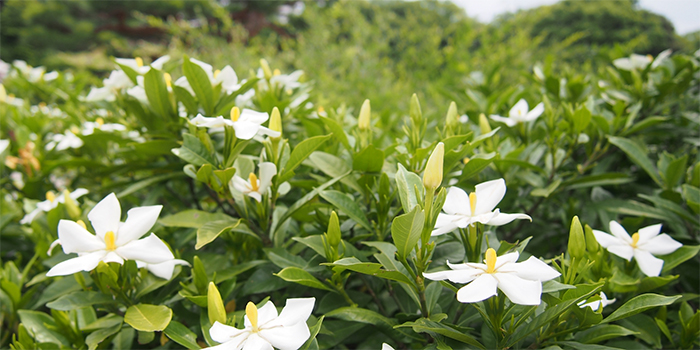 奈良県橿原市の花　くちなし