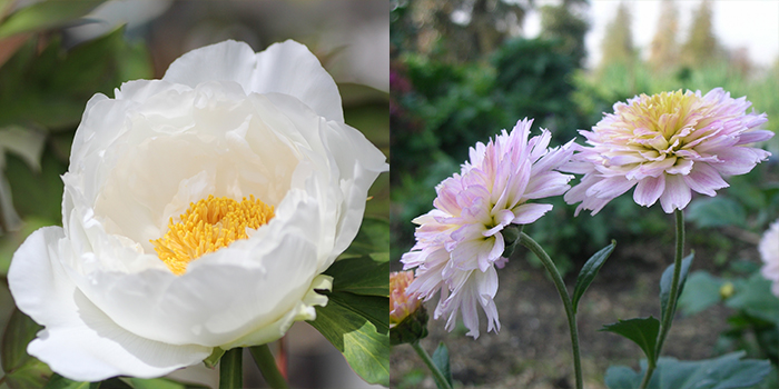 奈良県葛城市の花　ボタン・キク