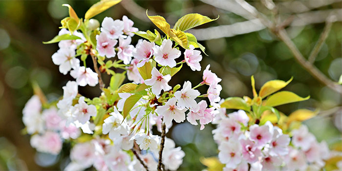 奈良県桜井市の花　ヤマザクラ