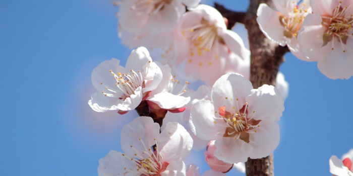 天理市の花　梅