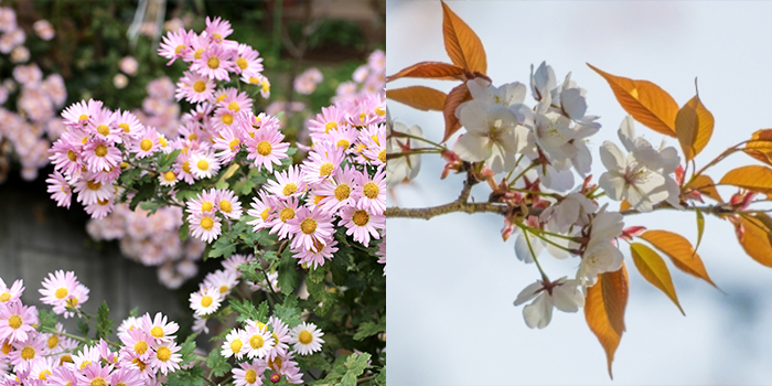 奈良県大和郡山市の花　キク・ヤマザクラ