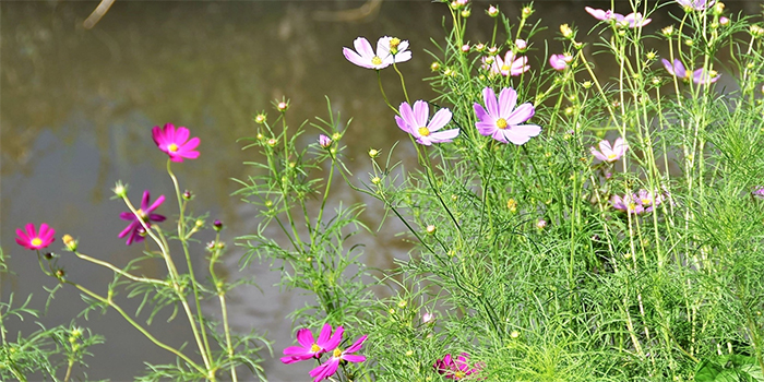 奈良県大和高田市の花　コスモス