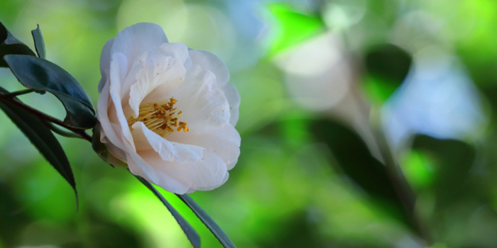 新潟県上越市の花　ツバキ

