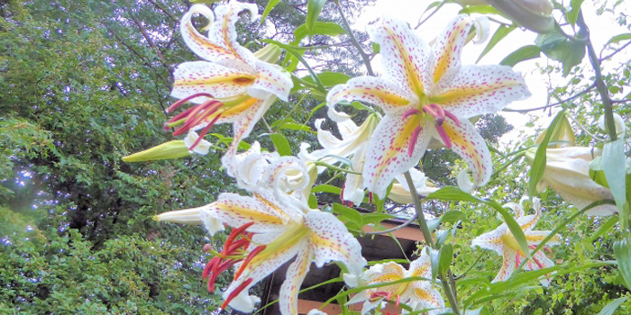 新潟県柏崎市の花　ヤマユリ