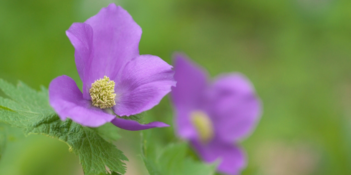 新潟県妙高市の花　シラネアオイ