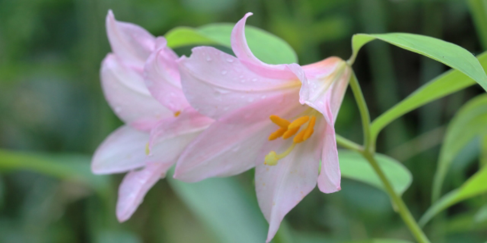 新潟県三条市の花　ひめさゆり