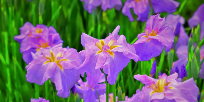 新潟県新発田市の花　あやめ