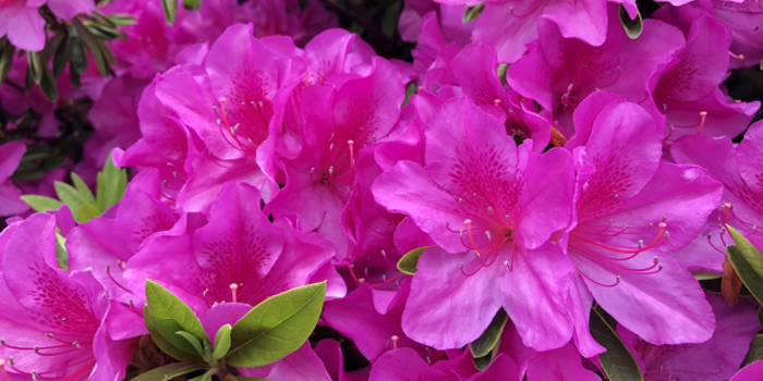 大分県別府市の花　オオムラサキ