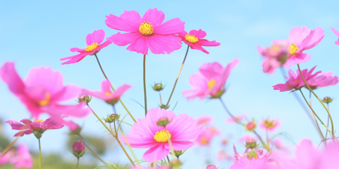 大分県豊後高田市の花　コスモス