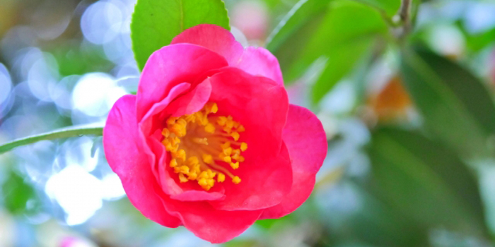 大分県大分市の花　サザンカ