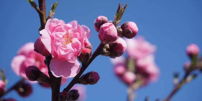 岡山県の花　ももの花