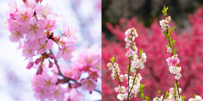 岡山県赤磐市の花　桜、桃