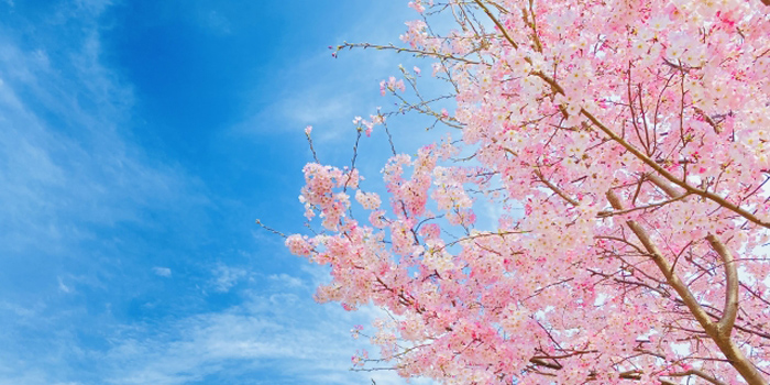 岡山県浅口市の木　桜