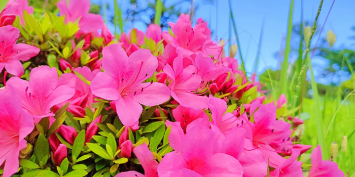 岡山県備前市の花　サツキ