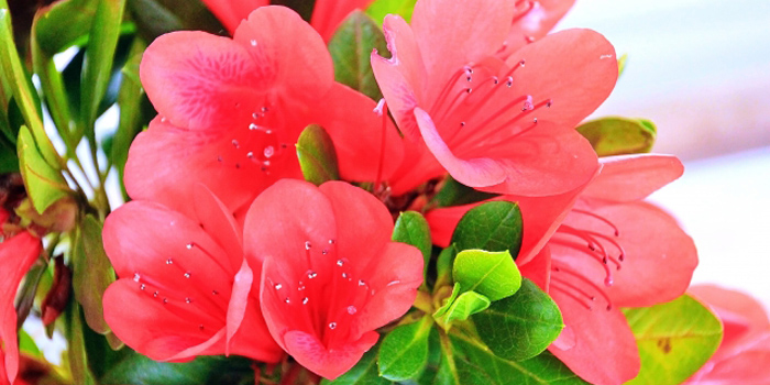 岡山県都窪郡早島町の花　サツキ