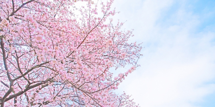 岡山県井原市の花　サクラ