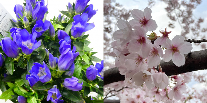 岡山県苫田郡鏡野町の花　リンドウ・サクラ