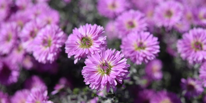 岡山県笠岡市の花 キク