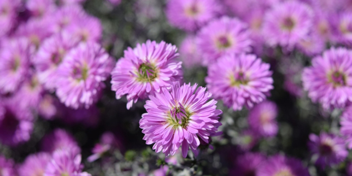 岡山県笠岡市の花　キク