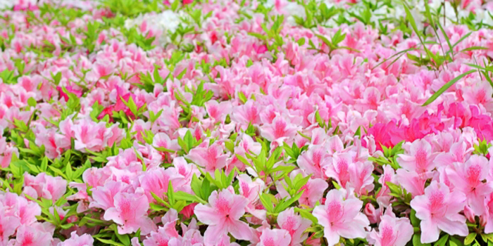 岡山県久米郡久米南町の花 ツツジ
