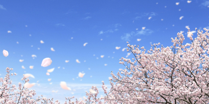 岡山県真庭市の花　サクラ