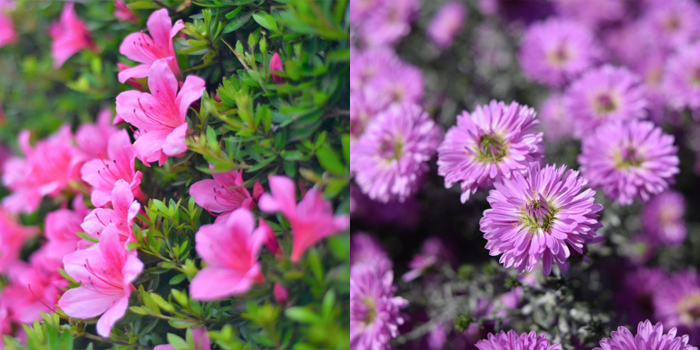 岡山県久米郡美咲町の花　さつき・菊