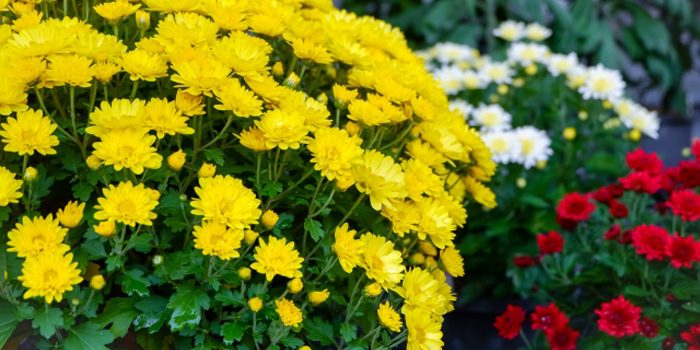 岡山市の花　キク