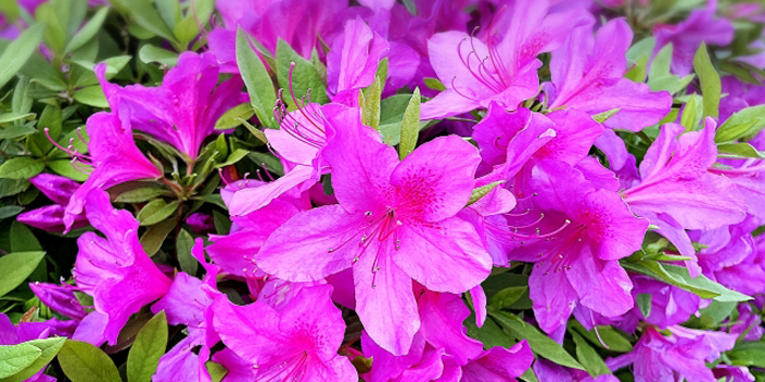 岡山県新見市の花 ツツジ